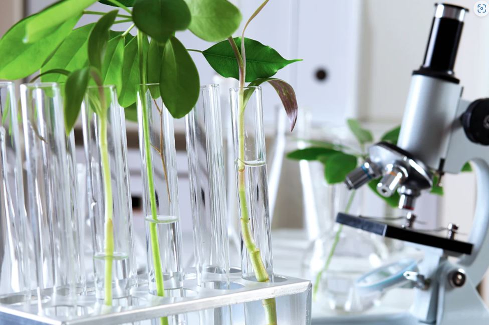 Gas Chromatography in Plant Science